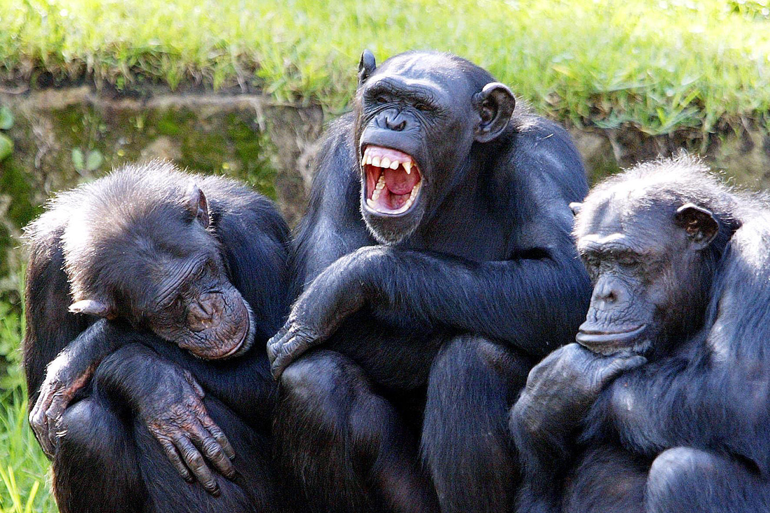 Viszonya volt egy csimpánzzal az állatkerti dolgozónak 